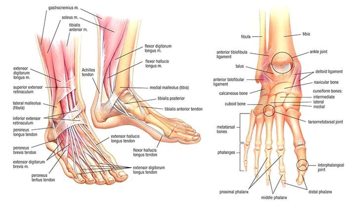 Orthotics_Foot