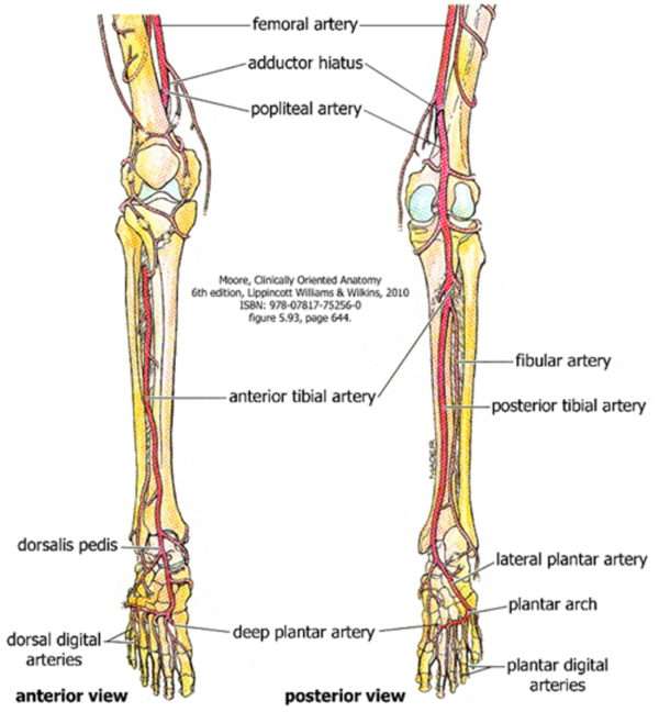 Peripheral Vascular Disease | Bishopstown Podiatry Clinic